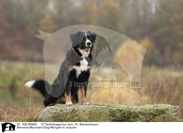 Berner-Sennenhund-Mischling im Herbst / Bernese-Mountain-Dog-Mongrel in autumn / KB-06689
