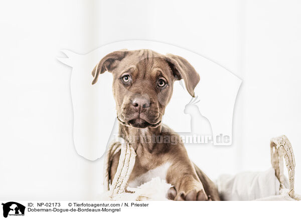 Dobermann-Bordeaux-Dogge-Mix / Doberman-Dogue-de-Bordeaux-Mongrel / NP-02173