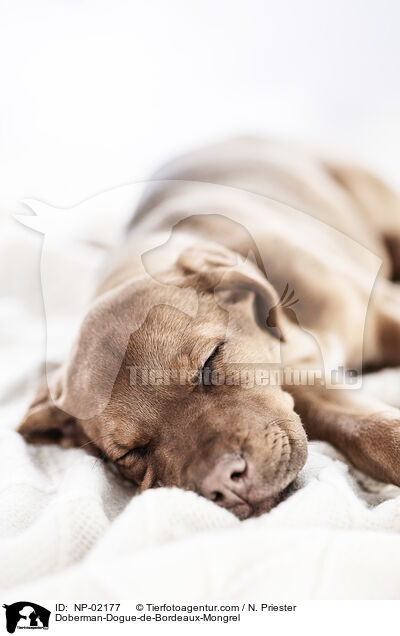 Dobermann-Bordeaux-Dogge-Mix / Doberman-Dogue-de-Bordeaux-Mongrel / NP-02177