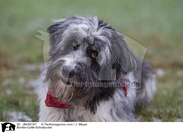 Border-Collie-Schafpudel / Border-Collie-Schafpudel / JM-08187