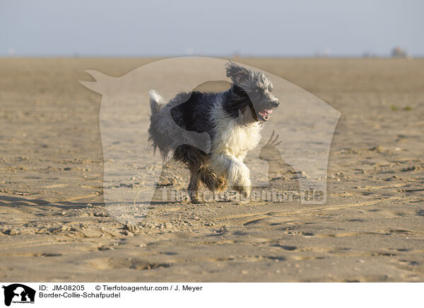 Border-Collie-Schafpudel / Border-Collie-Schafpudel / JM-08205