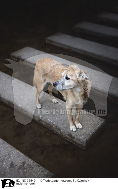 Mischling Rde / male mongrel / NC-02440