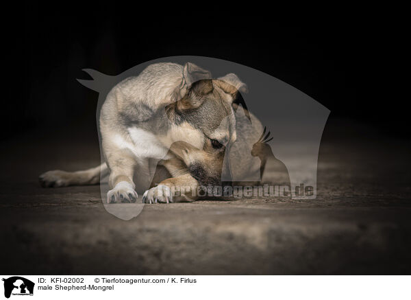 Schferhund-Mischling Rde / male Shepherd-Mongrel / KFI-02002