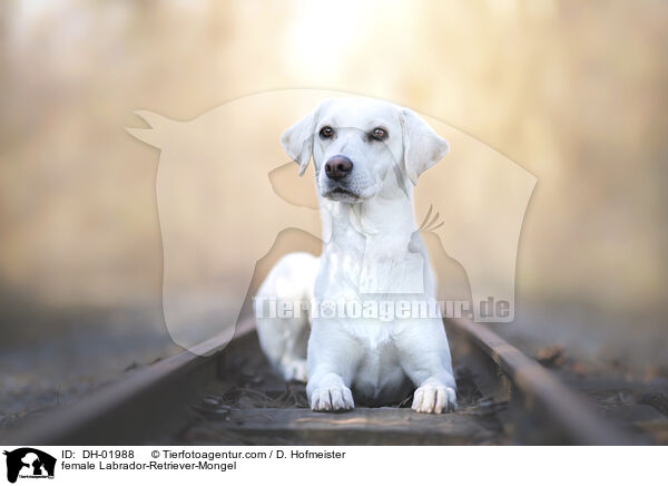 Labrador-Retriever-Mischling Hndin / female Labrador-Retriever-Mongel / DH-01988