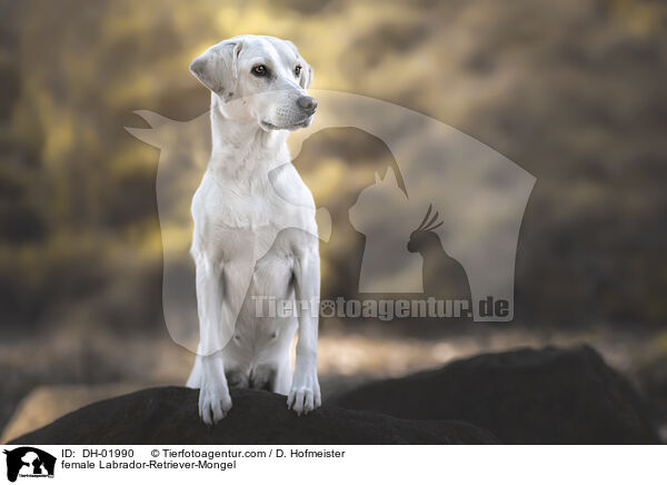 Labrador-Retriever-Mischling Hndin / female Labrador-Retriever-Mongel / DH-01990