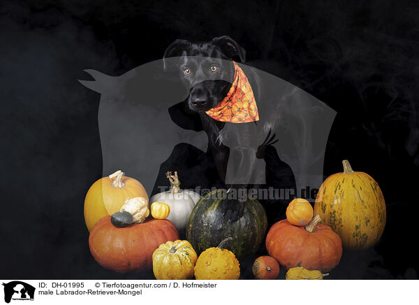 Labrador-Retriever-Mischling Rde / male Labrador-Retriever-Mongel / DH-01995
