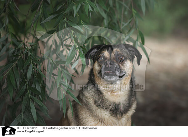 Mops-Mischling Rde / male Pug-Mongrel / DH-02011