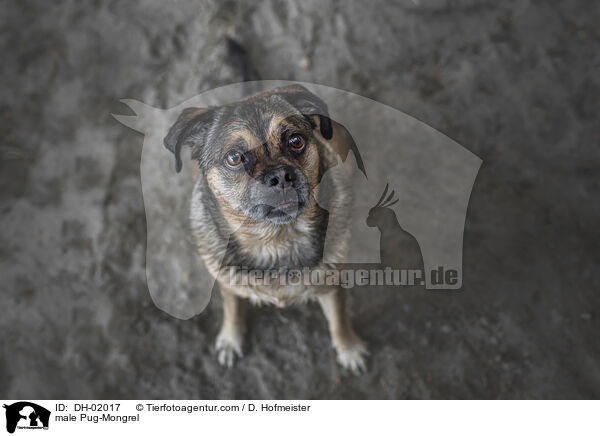 Mops-Mischling Rde / male Pug-Mongrel / DH-02017