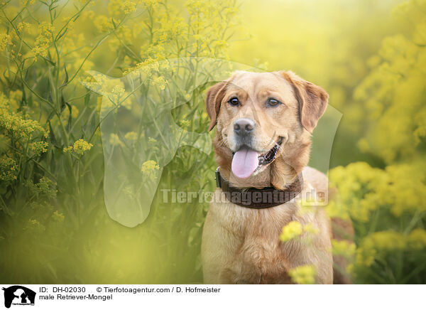 Retriever-Mischling Rde / male Retriever-Mongel / DH-02030