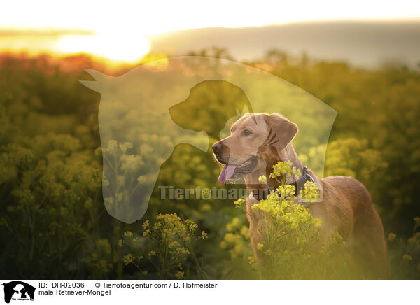 Retriever-Mischling Rde / male Retriever-Mongel / DH-02036