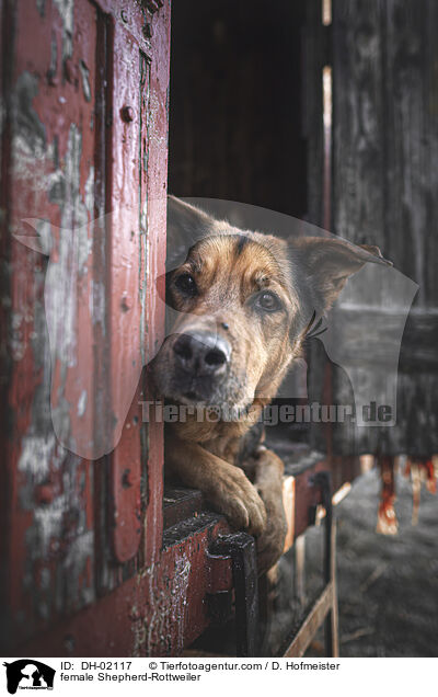 Schferhund-Rottweiler Hndin / female Shepherd-Rottweiler / DH-02117