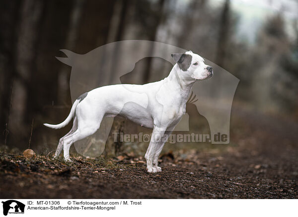 American-Staffordshire-Terrier-Mix / American-Staffordshire-Terrier-Mongrel / MT-01306