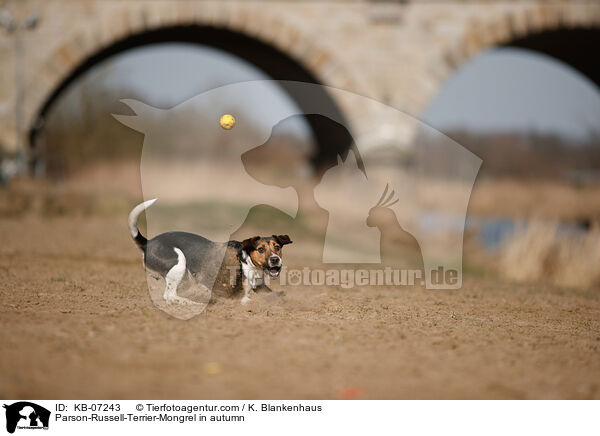Parson-Russell-Terrier-Mischling im Herbst / Parson-Russell-Terrier-Mongrel in autumn / KB-07243