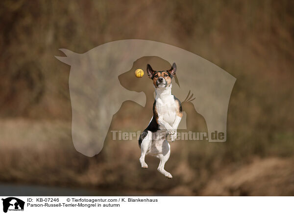 Parson-Russell-Terrier-Mischling im Herbst / Parson-Russell-Terrier-Mongrel in autumn / KB-07246