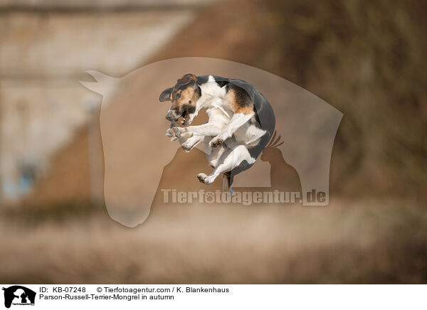 Parson-Russell-Terrier-Mischling im Herbst / Parson-Russell-Terrier-Mongrel in autumn / KB-07248