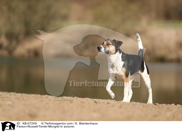 Parson-Russell-Terrier-Mischling im Herbst / Parson-Russell-Terrier-Mongrel in autumn / KB-07249