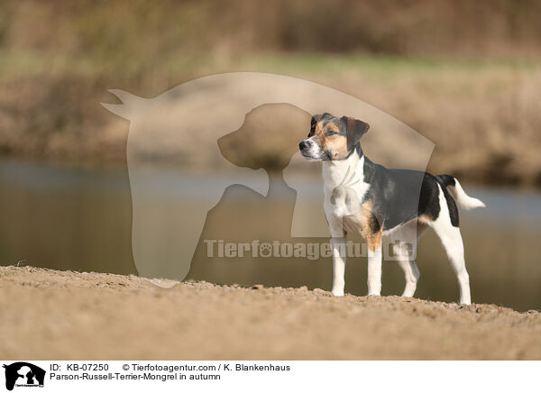 Parson-Russell-Terrier-Mischling im Herbst / Parson-Russell-Terrier-Mongrel in autumn / KB-07250
