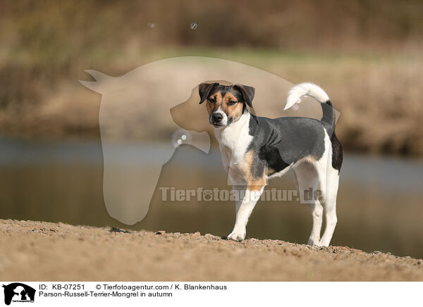 Parson-Russell-Terrier-Mischling im Herbst / Parson-Russell-Terrier-Mongrel in autumn / KB-07251