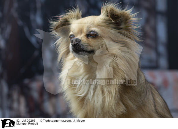 Mischling Portrait / Mongrel Portrait / JM-09263