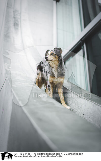 Australian-Shepherd-Border-Collie Hndin / female Australian-Shepherd-Border-Collie / PB-01446