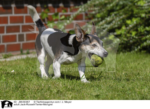 erwachsener Jack-Russell-Terrier-Mischling / adult Jack-Russell-Terrier-Mongrel / JM-09367