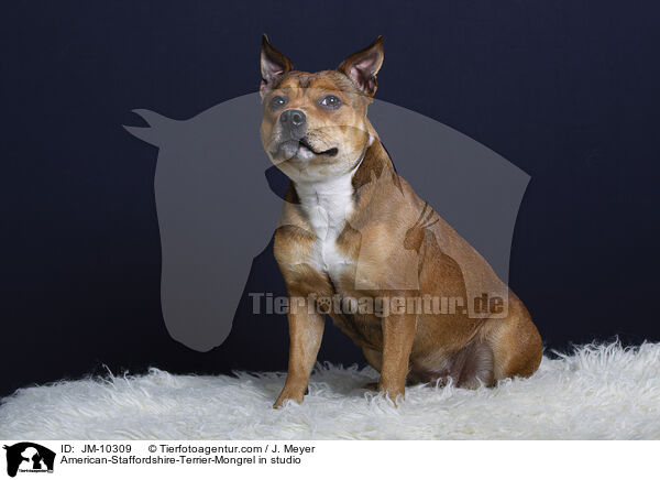 American-Staffordshire-Terrier-Mischling im Studio / American-Staffordshire-Terrier-Mongrel in studio / JM-10309