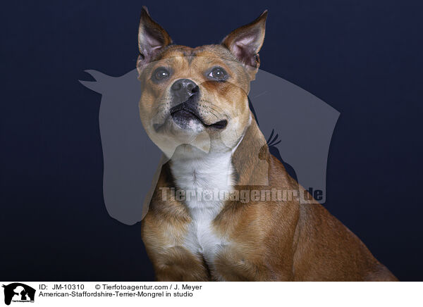 American-Staffordshire-Terrier-Mischling im Studio / American-Staffordshire-Terrier-Mongrel in studio / JM-10310