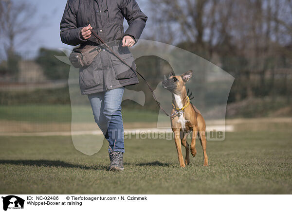 Whippet-Boxer im Training / Whippet-Boxer at raining / NC-02486