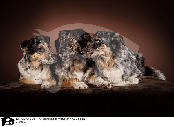 3 Hunde / 3 dogs / CB-01005