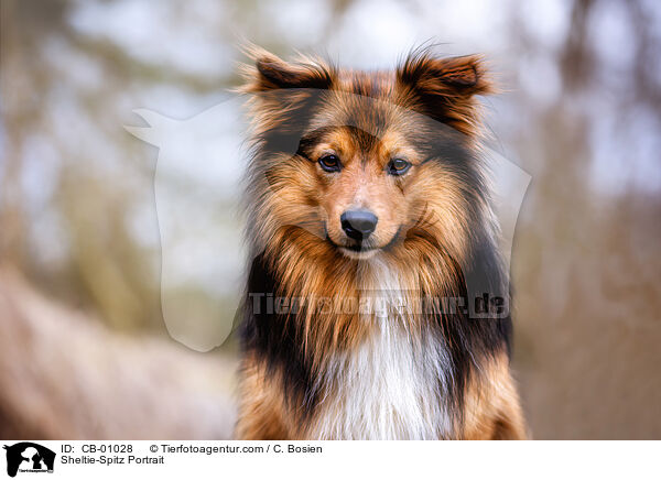 Sheltie-Spitz Portrait / Sheltie-Spitz Portrait / CB-01028