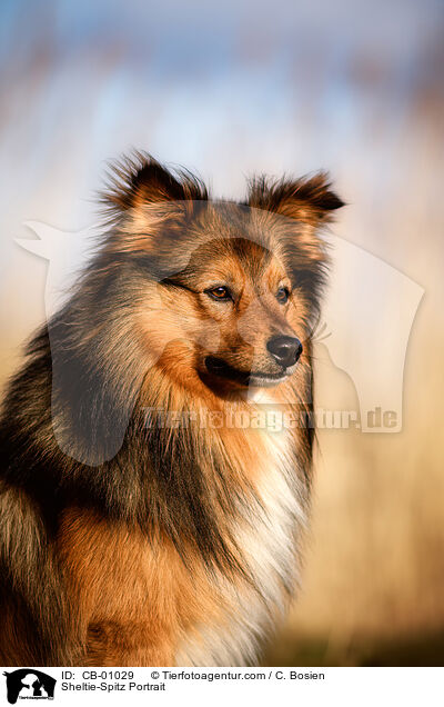 Sheltie-Spitz Portrait / Sheltie-Spitz Portrait / CB-01029