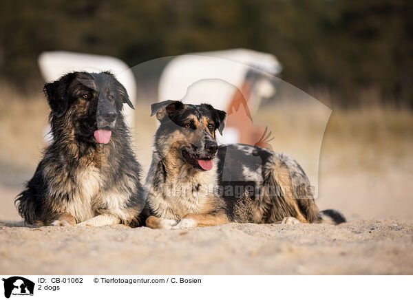 2 Hunde / 2 dogs / CB-01062