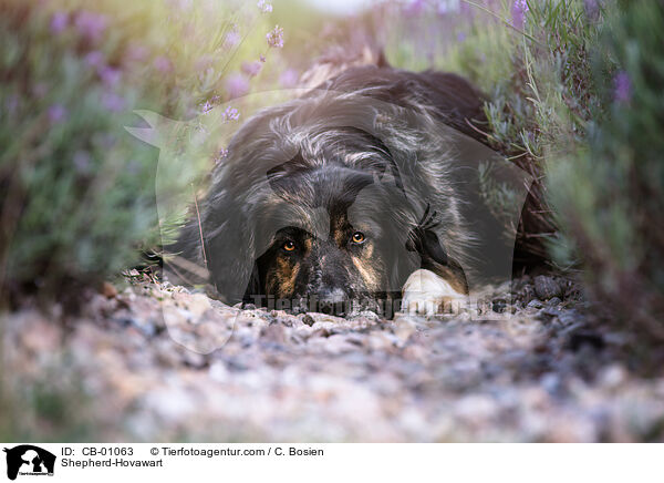 Schferhund-Hovawart / Shepherd-Hovawart / CB-01063