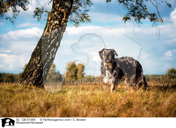 Schferhund-Hovawart / Shepherd-Hovawart / CB-01068