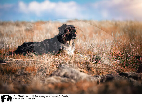 Schferhund-Hovawart / Shepherd-Hovawart / CB-01144