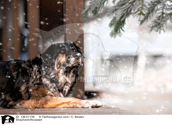 Schferhund-Hovawart / Shepherd-Hovawart / CB-01156