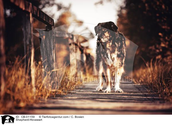Schferhund-Hovawart / Shepherd-Hovawart / CB-01159