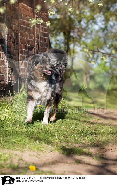 Schferhund-Hovawart / Shepherd-Hovawart / CB-01184