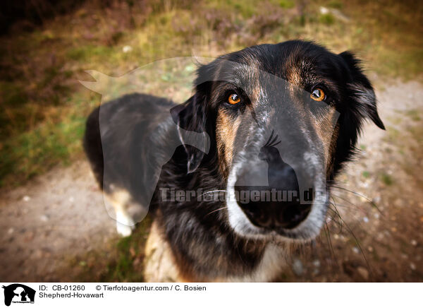 Schferhund-Hovawart / Shepherd-Hovawart / CB-01260