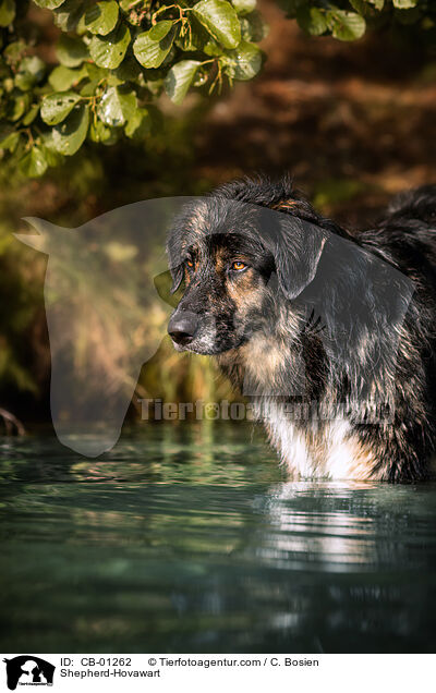 Schferhund-Hovawart / Shepherd-Hovawart / CB-01262