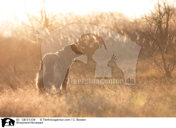 Schferhund-Hovawart / Shepherd-Hovawart / CB-01336