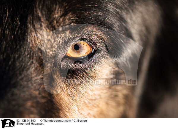 Schferhund-Hovawart / Shepherd-Hovawart / CB-01393