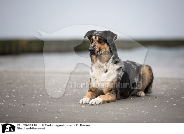 Schferhund-Hovawart / Shepherd-Hovawart / CB-01410