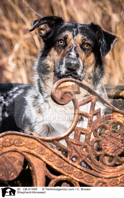 Schferhund-Hovawart / Shepherd-Hovawart / CB-01485