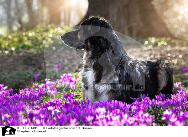 Schferhund-Hovawart / Shepherd-Hovawart / CB-01491