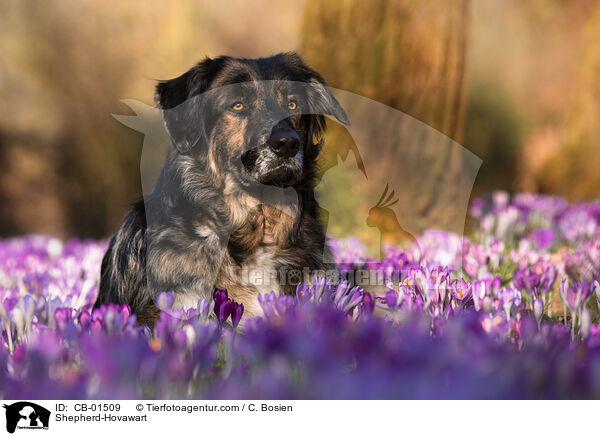 Schferhund-Hovawart / Shepherd-Hovawart / CB-01509