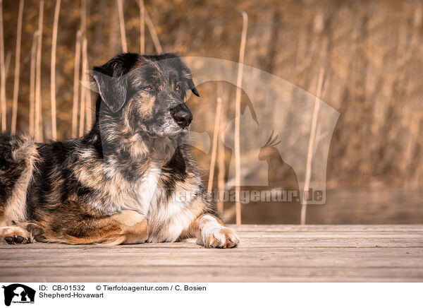 Schferhund-Hovawart / Shepherd-Hovawart / CB-01532