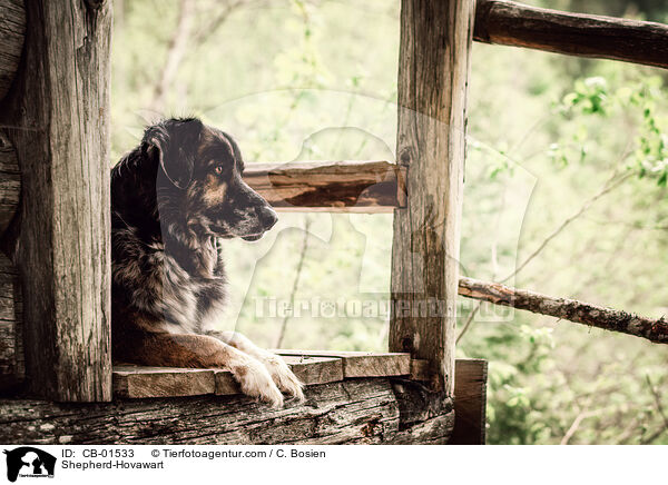 Schferhund-Hovawart / Shepherd-Hovawart / CB-01533