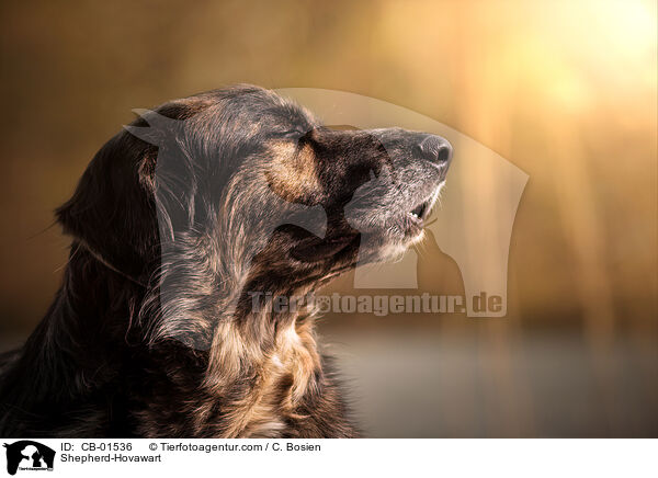 Schferhund-Hovawart / Shepherd-Hovawart / CB-01536