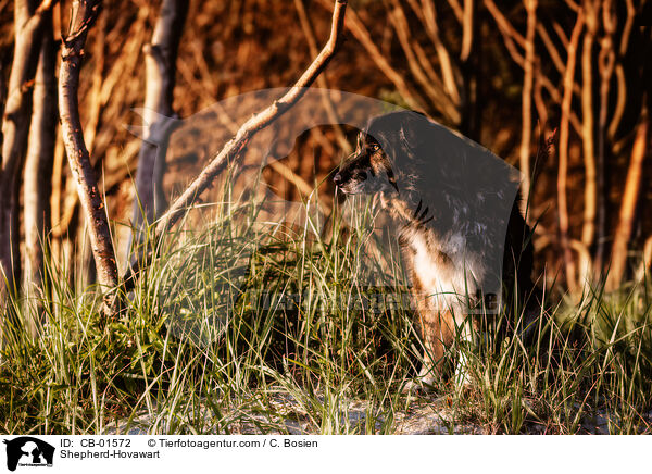 Schferhund-Hovawart / Shepherd-Hovawart / CB-01572